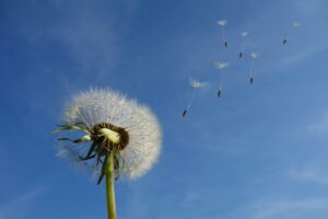 White Dandelion Under Blue Sky and White Cloud - soft wind sibo type