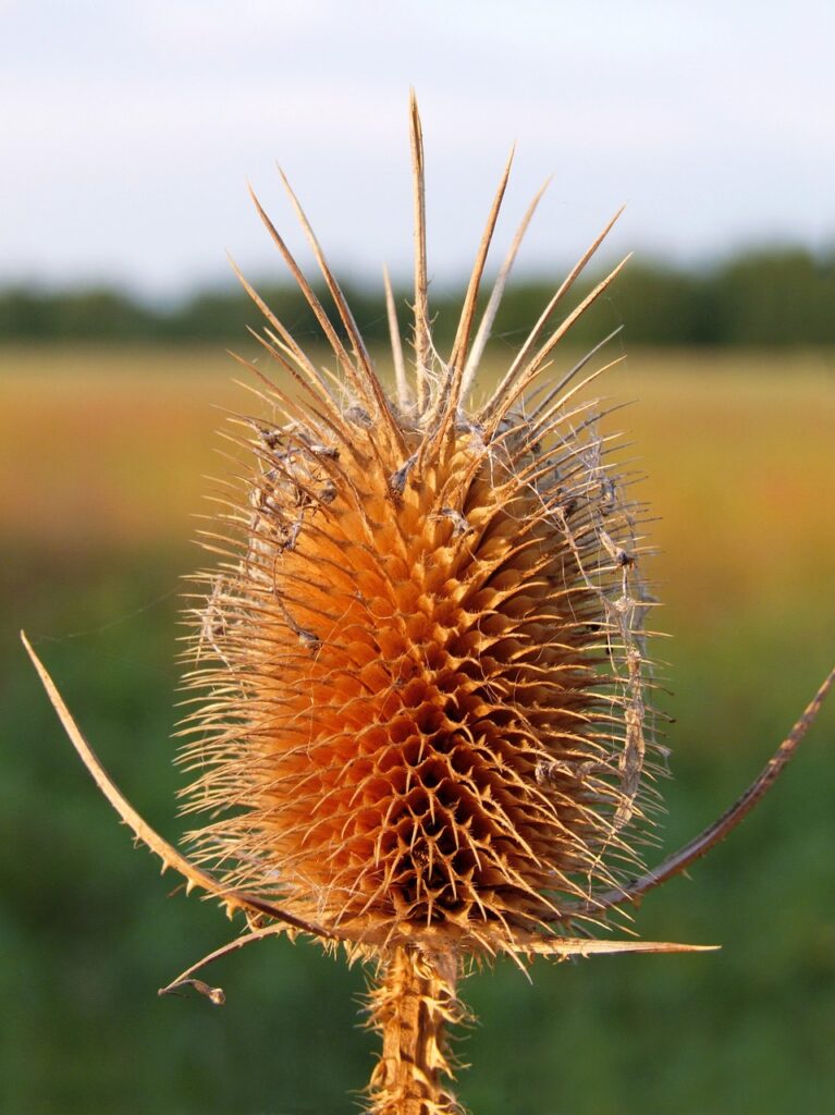 teasel, forest christmas, herb