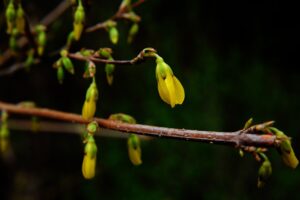 berberine alice, bud, natural alternative for SIBO