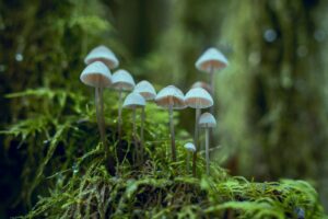 Close-up Photo of White Mushrooms to simulate SIFO