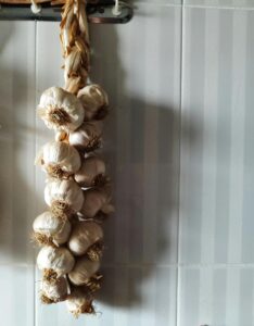 Vertical shot of a braided garlic strand hanging against a kitchen tiled wall.