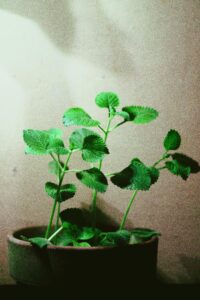 Fresh oregano plant with vibrant green leaves in a clay pot, perfect for indoor gardenin or treating SIBO