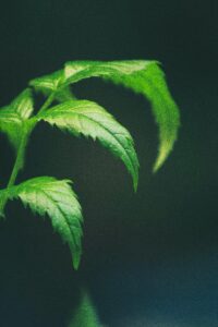 A detailed close-up of fresh neem leaves with a soft blurred background.