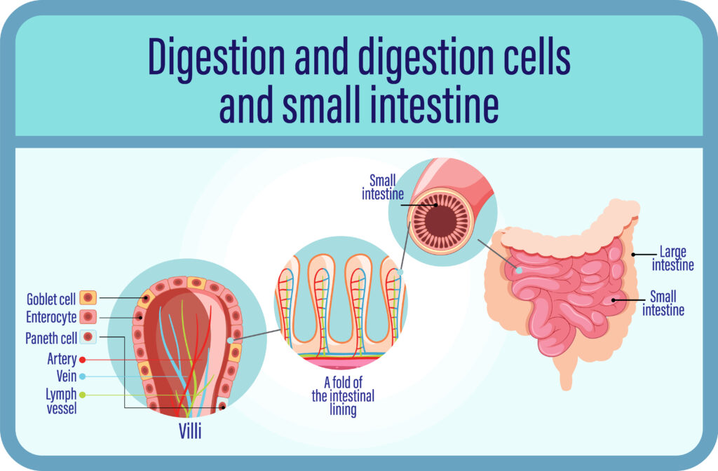 Digestion for SIBO gut lining damage. Pic made by Freepik